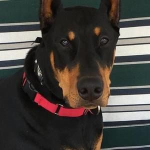 Meet your Posher, Bobbi